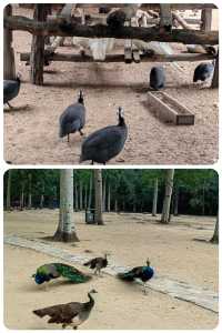 秦皇島 | 野生動物園