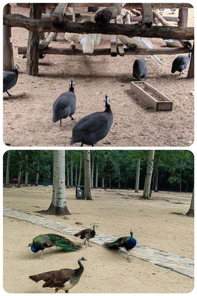 秦皇島 | 野生動物園