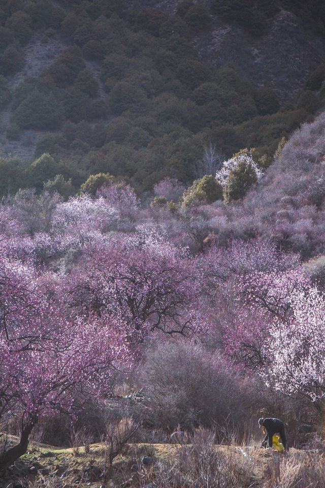 林芝桃花遊玩攻略，錯過又要等一年