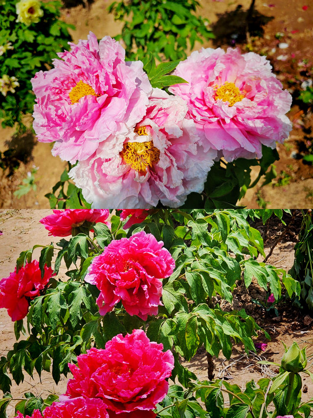 震驚！菏澤牡丹驚艷綻放，錯過再等一年