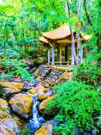 吸氧寶藏地！在天目山沉浸式感受自然靈氣