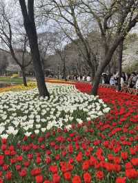 中山公園青島鬱金香美暈了