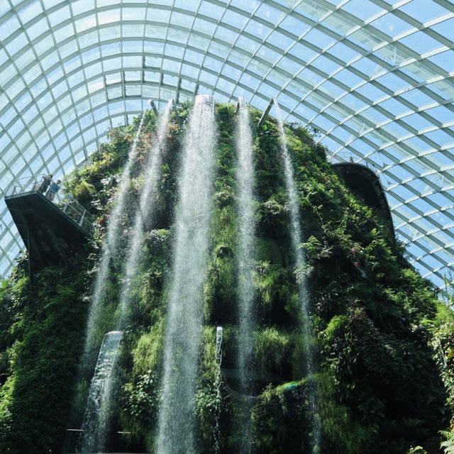 🌿新加坡濱海灣花園 | 植物冷室全攻略
