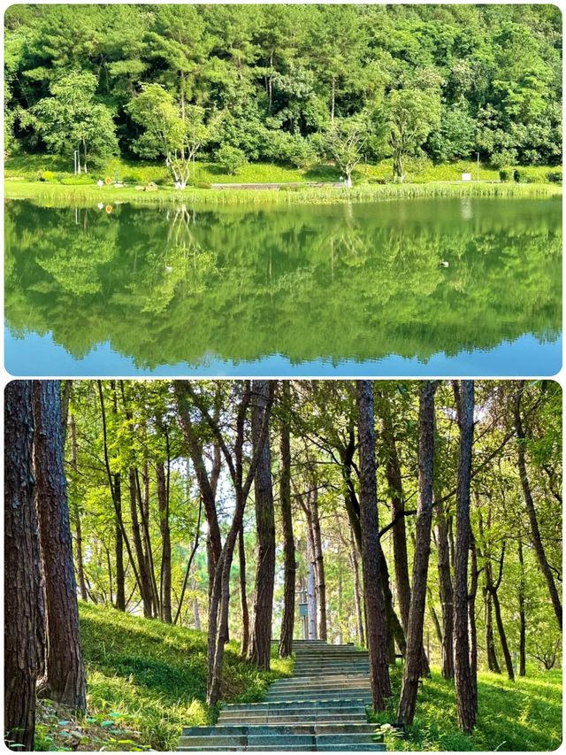免費踏青地推薦，人少林間霧氣更仙
