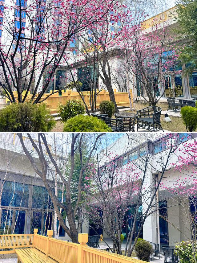 跟著奶爸環球旅行 | 香格里拉大酒店②