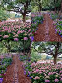 情侶約會擁抱花與海濱江森林公園