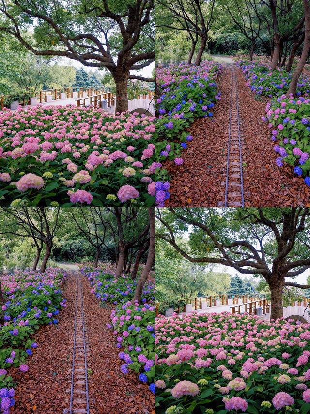 情侶約會擁抱花與海濱江森林公園