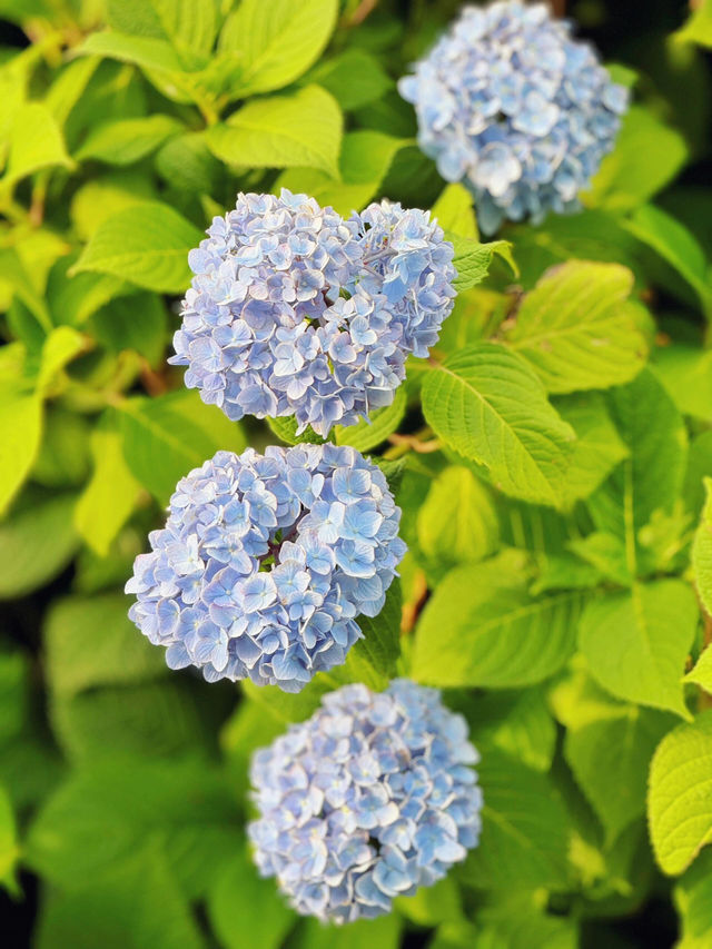 舊中川水邊公園 | 繡球花之約