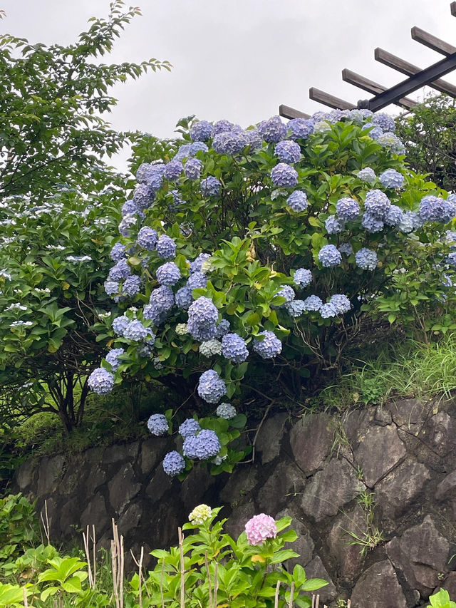 東京賞繡球花 | 多摩川台公園祕境