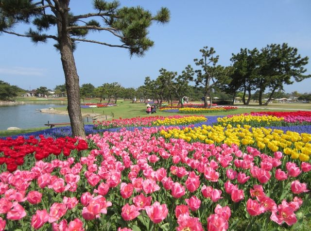 花海騎遊·與鯊共舞：探索福岡海之中道