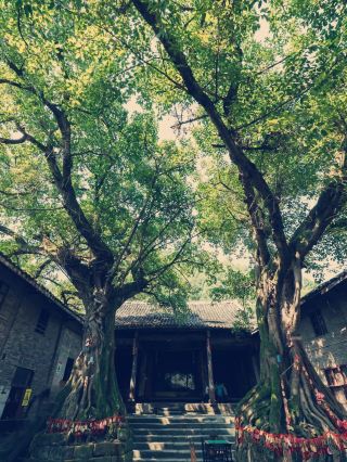 Dragon Boat Festival at Qi River Ancient Town