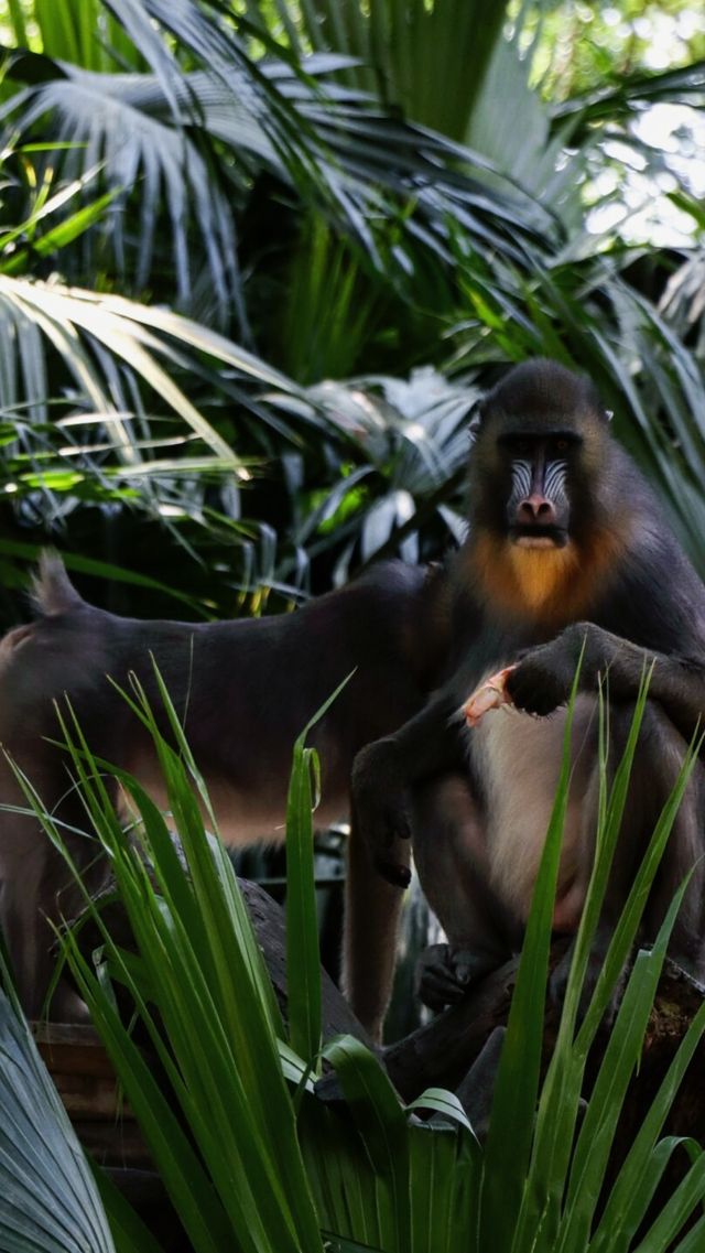 聽勸廣州長隆野生動物園南門入真係正