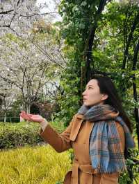 櫻花雨已逝，但呢條絕美浪漫路線必須收低