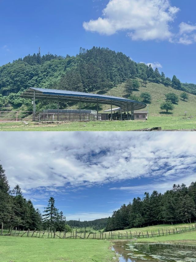 雲端漫步：仙女山嘅心靈之旅