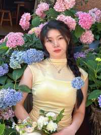 【限時花海邀約】曦堯酒店×夢幻繡球季 |