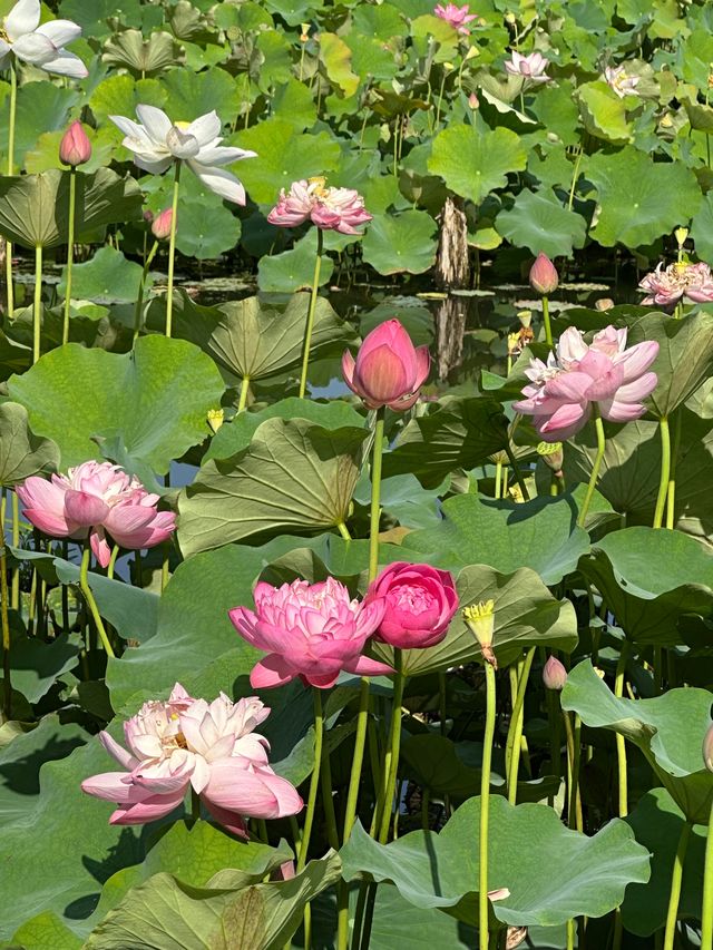唔好再去西湖同人逼人！湘湖花海賞荷超絕攻略