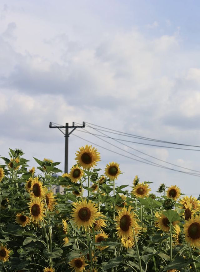 超大向日葵花海免費人少快衝