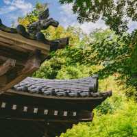 大阪隱藏版寶藏地✨箕面公園：瀑布、古寺與森林的完美邂逅