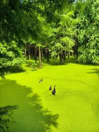 The Truth about the "Matcha Lake" in Qingshanhu