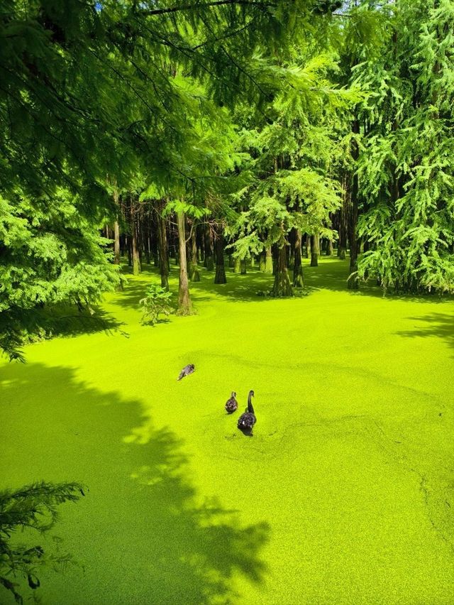 The Truth about the "Matcha Lake" in Qingshanhu