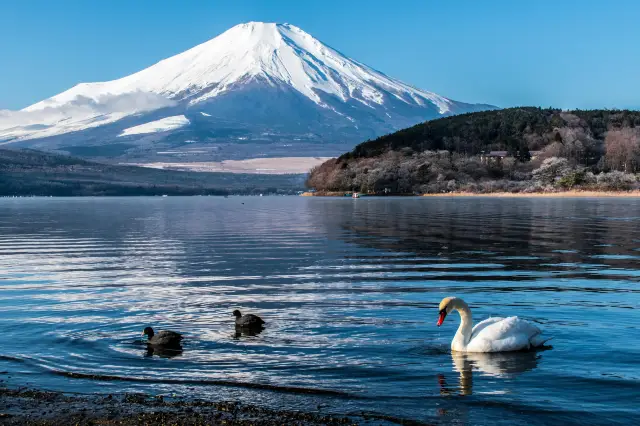 Fuji Five Lakes Off-the-Beaten-Path Experience: Water Route Revealed!