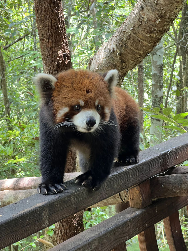 普洱·小熊貓莊園真係舒服又好玩