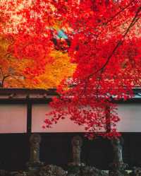 日本白馬村5天紅葉溫泉攻略