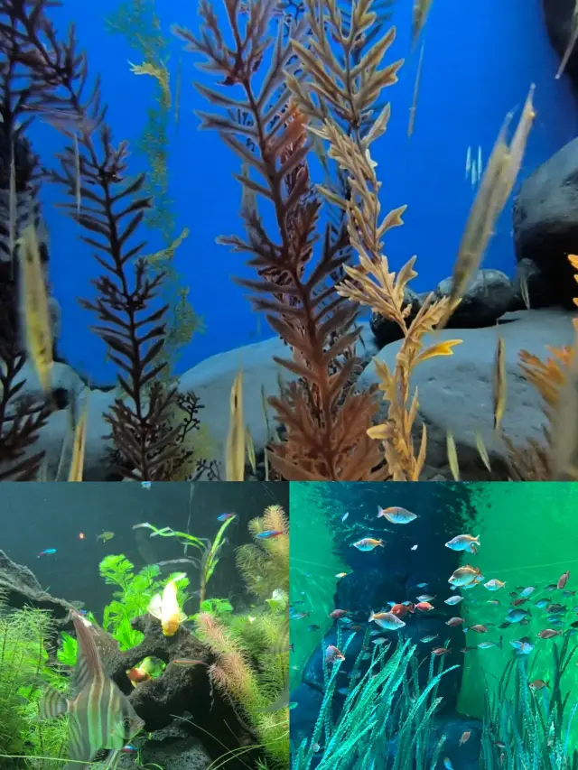 Lujiazui Aquarium: A Treasure Spot for Family Fun, Know All the Pros and Cons!