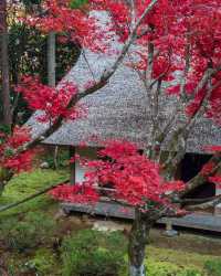 楓葉季限定福井小眾秘境·小濱八寺巡禮攻略