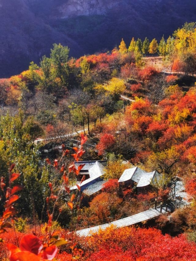 漫山紅葉與山間野趣的浪漫邂逅