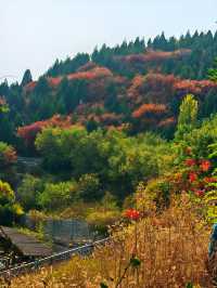濟南賞紅葉必去｜郎茂山·蠍子山絕美秋色大公開