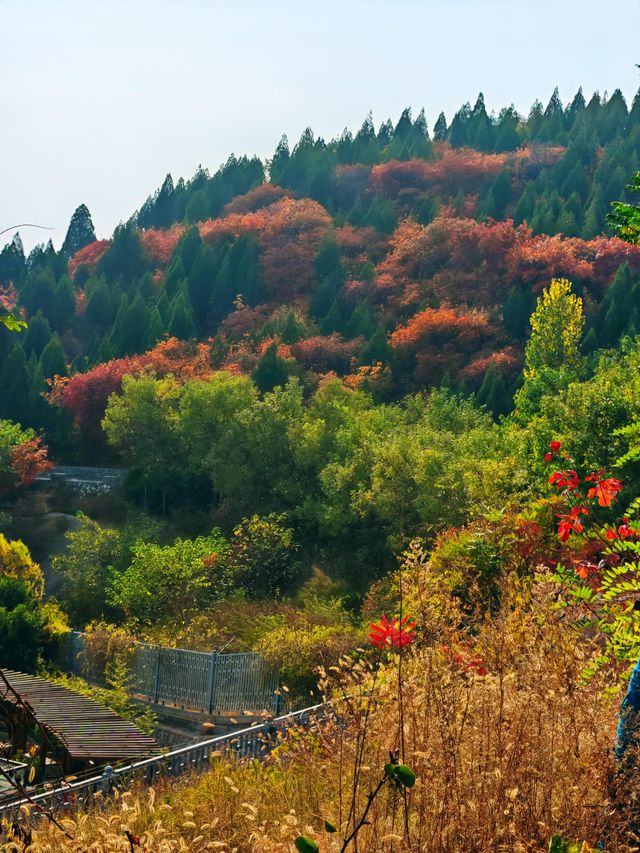 濟南賞紅葉必去｜郎茂山·蠍子山絕美秋色大公開