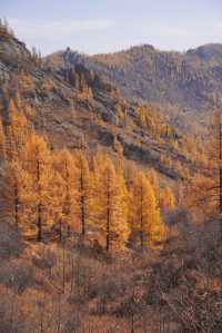 在蒙古國追到了一場盛大的秋天