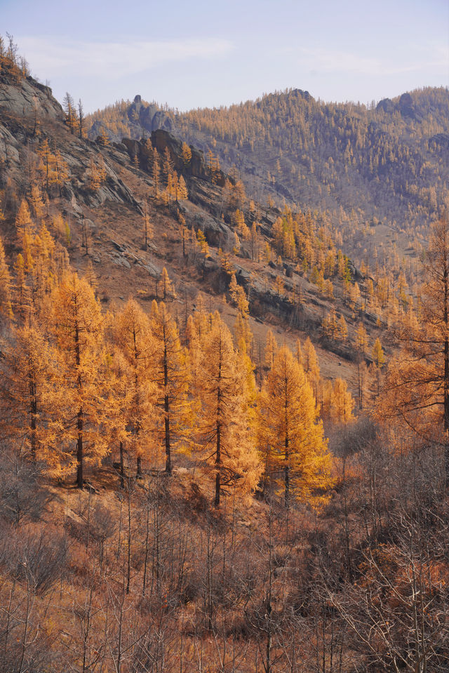 在蒙古國追到了一場盛大的秋天