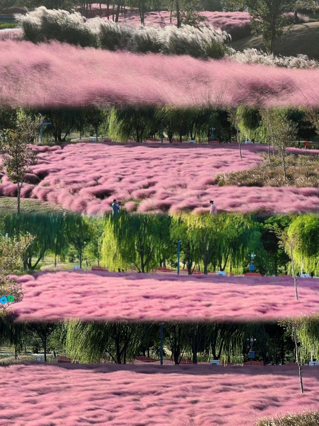 魔都10月頂流濱江森林公園粉黛乱子草美到窒息附保姆級攻略 魔都10月頂流濱江森林公園粉黛乱子草美到窒息附保姆級攻略
