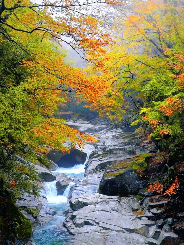 在四川邂逅油畫般的秋天米倉山紅葉季美哭我了! 在四川邂逅油畫般的秋天米倉山紅葉季美哭我了!