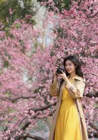 春日限定粉色龍梅花海打卡全攻略!避開人潮小技巧