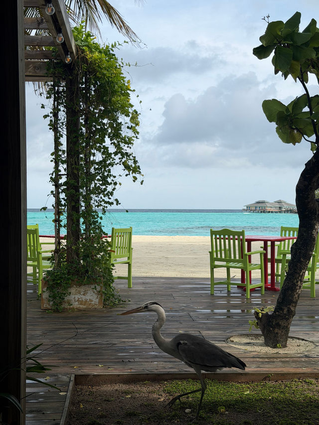 Unforgettable Paradise Stay at a Maldives Resort Unforgettable Paradise Stay at a Maldives Resort