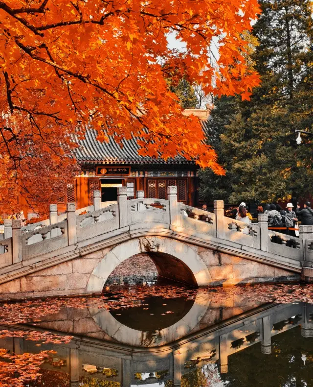 【秋日限定】11月4日,邂逅香山最濃烈的紅!一日漫遊全攻略!