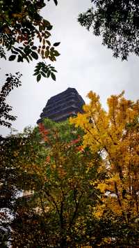 秋日去小雁塔感受歷史的厚重與自然和諧交融吧