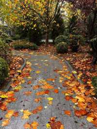 今日西安立冬,古都冬韻初顯