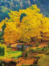 被時光遺忘的金色童話！錯過再等一年！