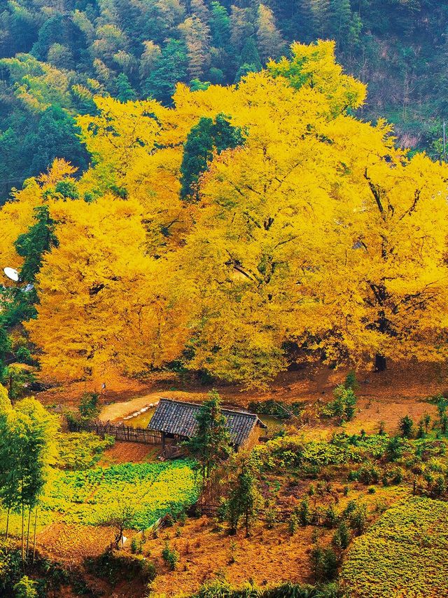 被時光遺忘的金色童話！錯過再等一年！