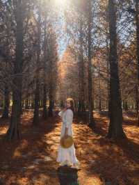 絕美!包場整個落羽松林的韓劇級浪漫