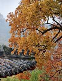 帶父母崂山賞秋輕鬆攻略：慢品山海秋韻