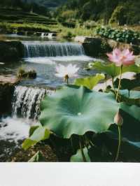 帶娃去沙漠不踩雷！響沙灣蓮花酒店全攻略