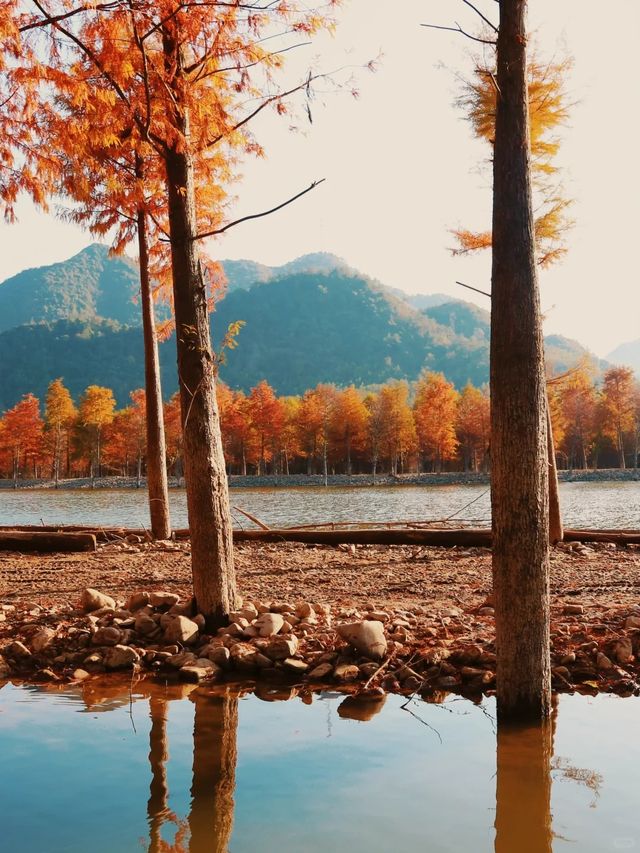 最新皖南川藏線的秋，藏在這片紅海裏。