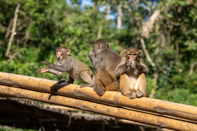 西雙版納遇“土匪猴”!零食差點被搶光 西雙版納遇“土匪猴”!零食差點被搶光