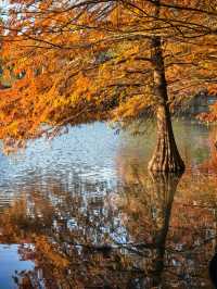 秋冬的燕雀湖美炸了～