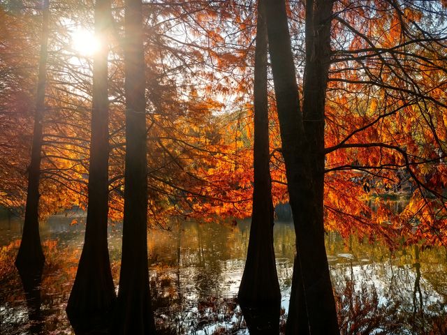 秋冬的燕雀湖美炸了～